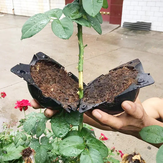 Plant Root Ball